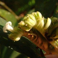 Ophiorrhiza pectinata Arn.